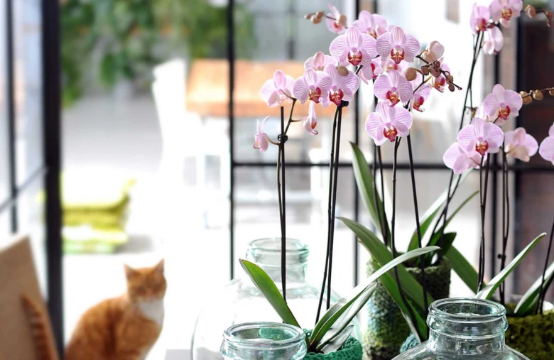 Růžové orchidee v sklenicích na parapetu s kočkou