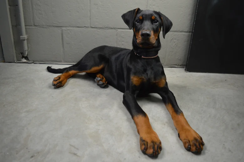 Černý doberman leží na podlaze v interiéru.