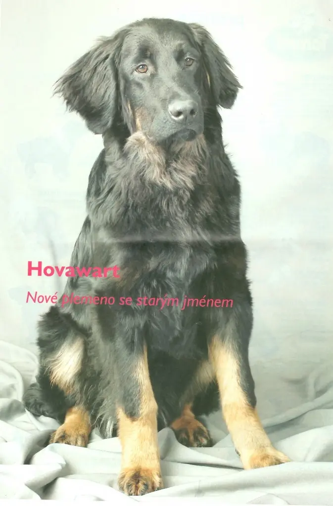 Černý hovawart sedí na bílém povlečení.