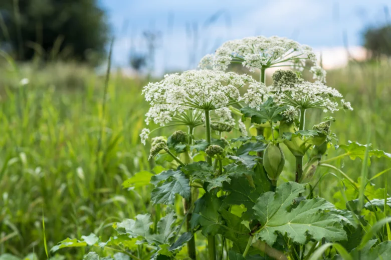 Poisonous plant in garden