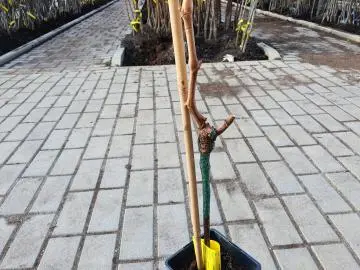 Prořezaná vinná réva na chodníku v zimě.