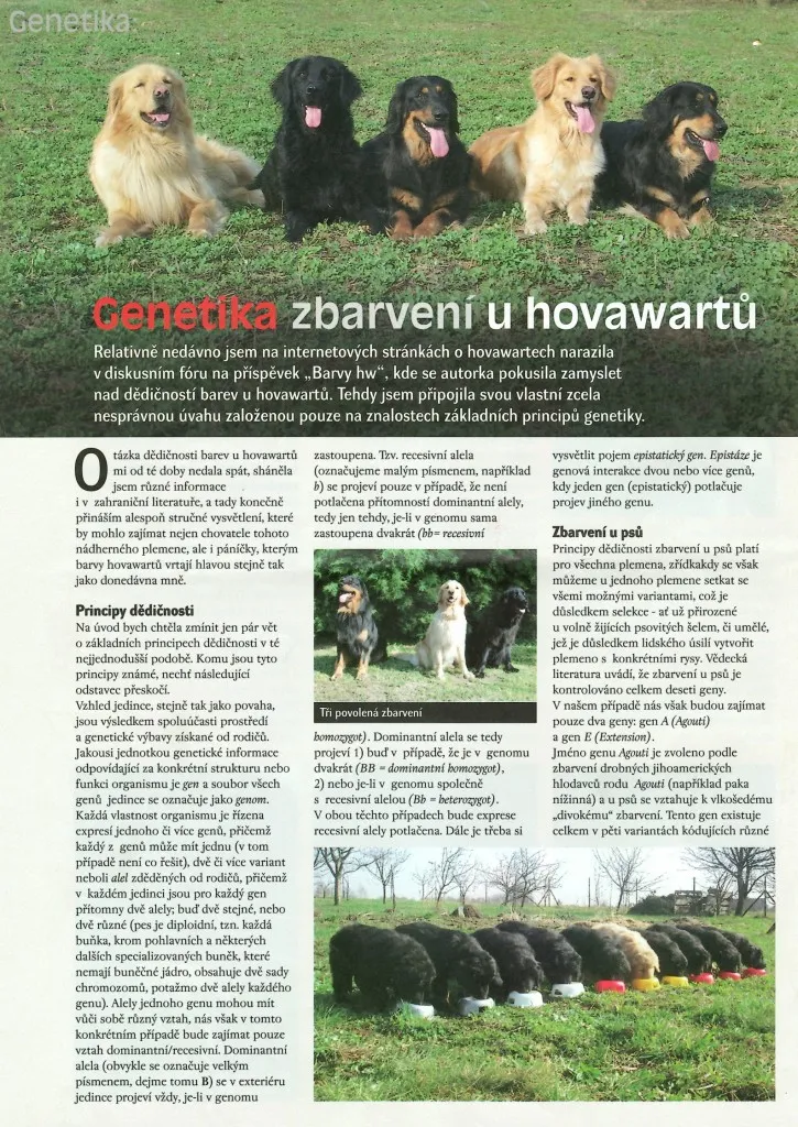 Pět hovavrtů sedících vedle sebe na trávníku.