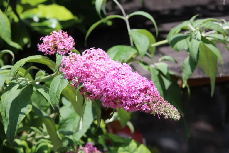 Růžové květy motýlího keře Buddlej v zahradním prostředí.