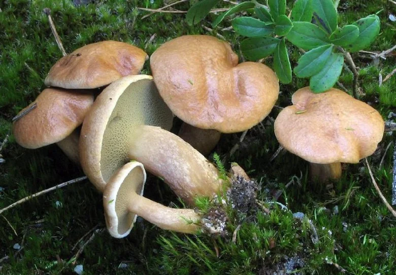 Skupina hřibů rosnatých rostoucích na mechu.