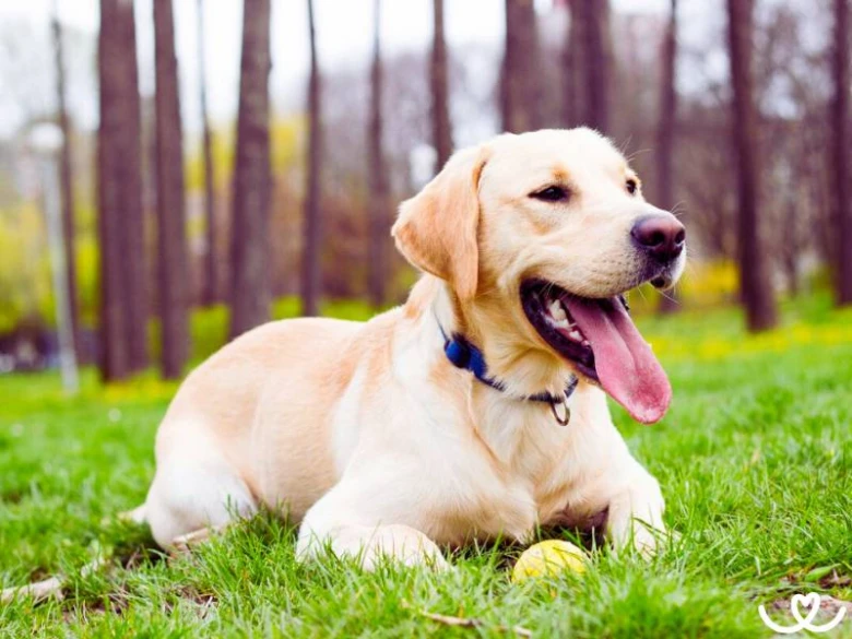 Žlutý labradorský retrívr leží na trávě s tenisovým míčem.