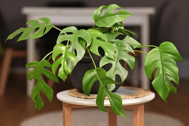 Zelená monstera v květináč na dřevěném stolku.
