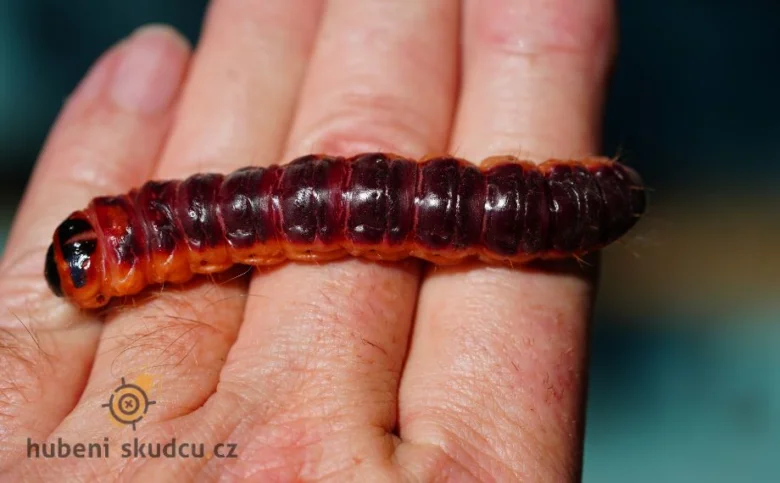 Larva drvoplena obecného na dlani člověka.