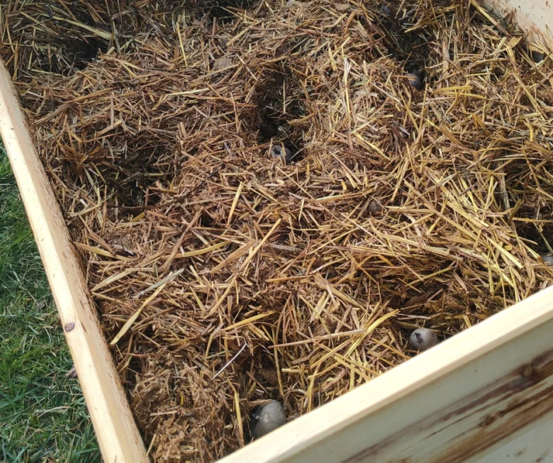 Malé brambory rostoucí v slámě a trávě na zahradním posteli.