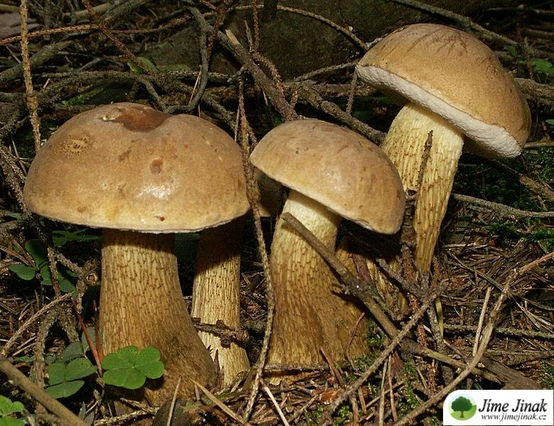 Tři hřiby žlučníky rostoucí mezi větvemi v lese.