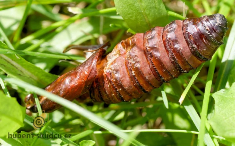 Pupa drvopleně obecného mezi zelenou trávou.