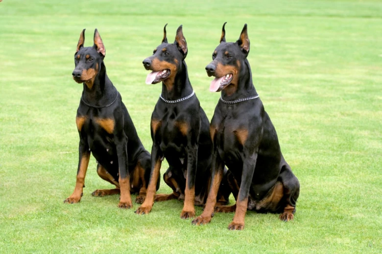 Tři dobergovi sedí na trávníku, ukazuje plemeno.
