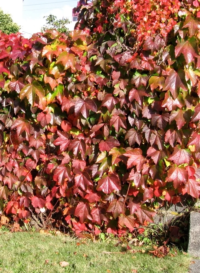 Red climbing ivy on wall