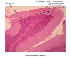 Histologický řez kůrou mozku s vrstvami mozkové substance.