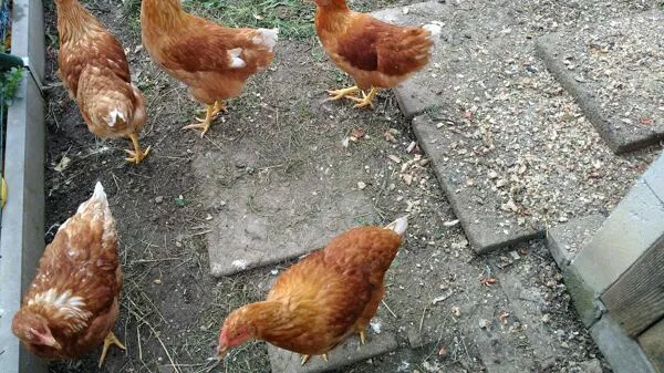 Skupina hnědých slepic na zemi v zahradním výběhu.