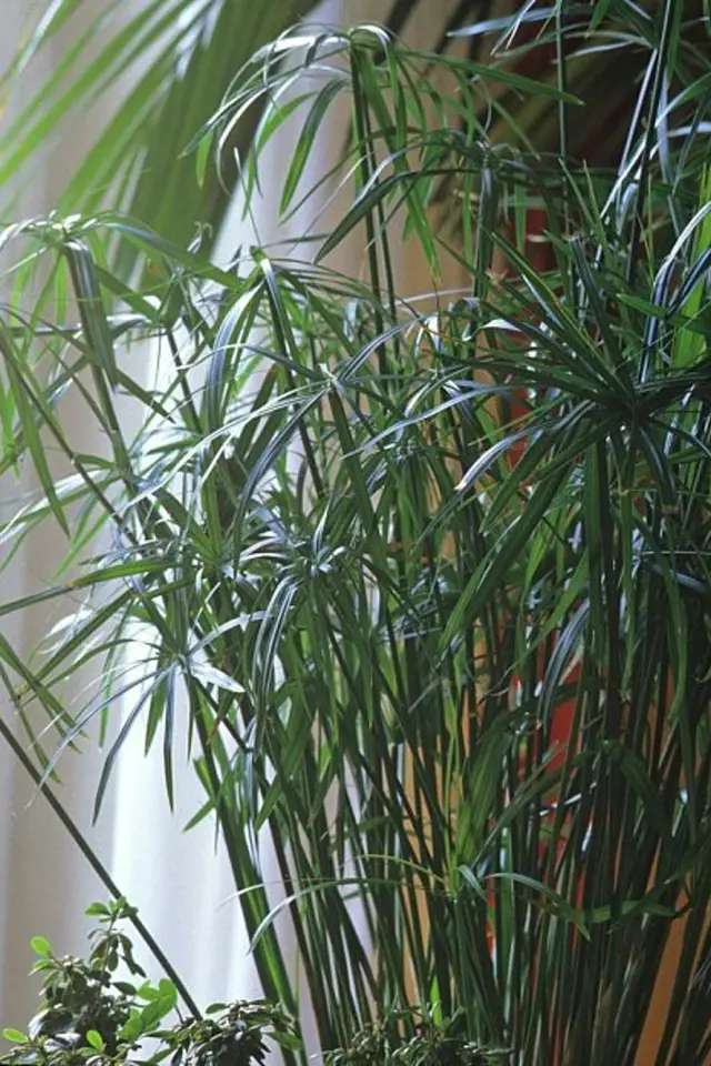 Šáchor (Cyperus) rostoucí v interiéru u okna.