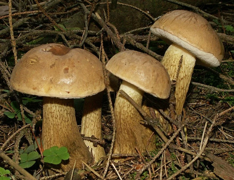 Čtyři hřiby žlučníky rostoucí mezi větvičkami v lese.