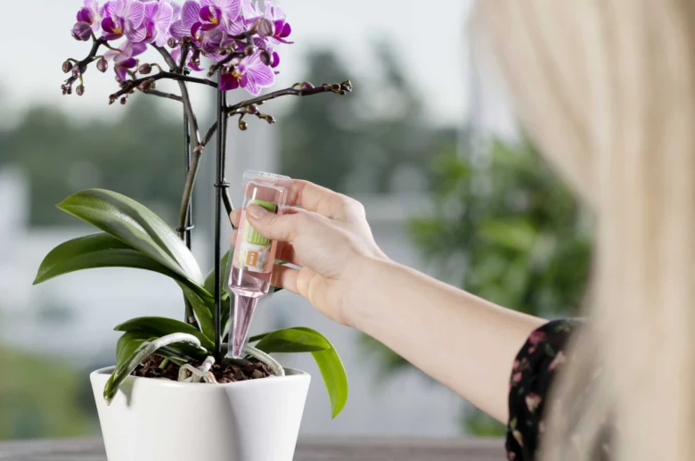 Člověk zalévá fialovou orchidej tekutým hnojivem.