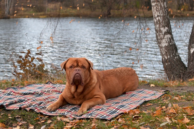 Bordeauxská doga leží na koberci u vody v podzimu.