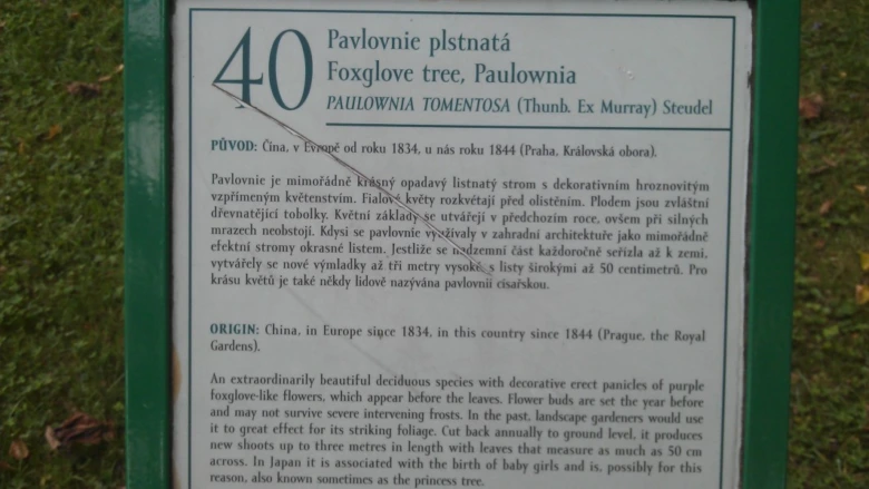 Informační tabule o pěstování pavlovnii plstnaté v angličtině a češtině
