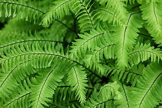 Ferns in garden
