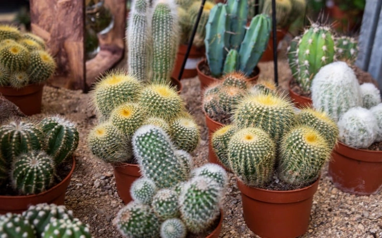 Potted cacti collection
