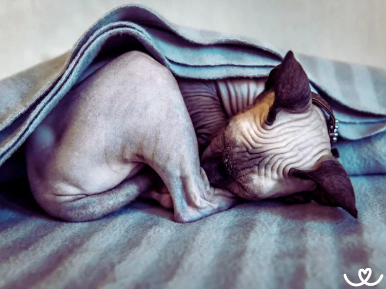 Spící donský sphynx pod dekou na posteli.