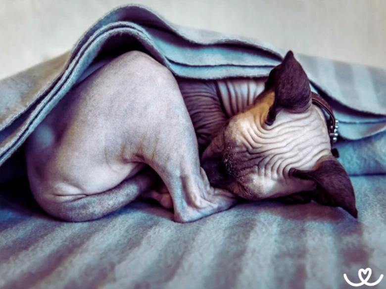 Sphynx koťátko spící pod plédem na posteli.