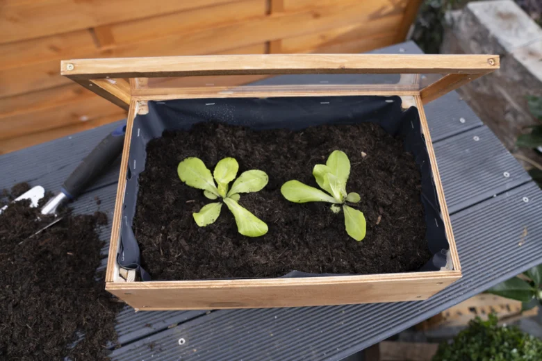 Dřevěné pařeniště s mladými rostlinami a sklenicí na zahradu.