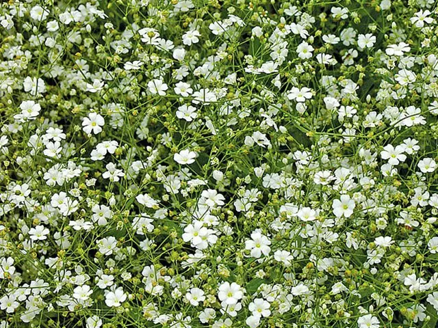 Bílé květy nevěstiny závoje Myosotis alpestris v hustém porostu.