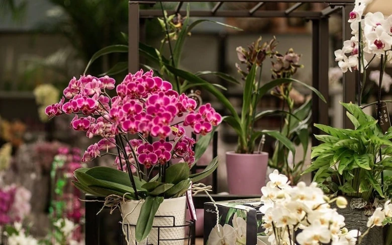 Různé druhy pokojových orchidejí v květináčích na slunci