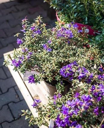 Fialové kvetoucí azalky nebo rododendron v hrnci venku.