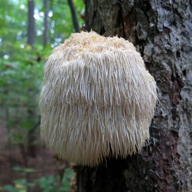 Lion's mane mushroom on tree trunk