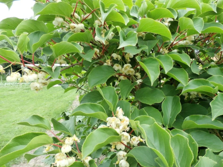 Kiwi plant with flowers and fruit