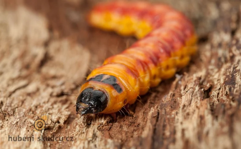 Larva drvopleňu obecného na kůře stromu s černou hlavou.