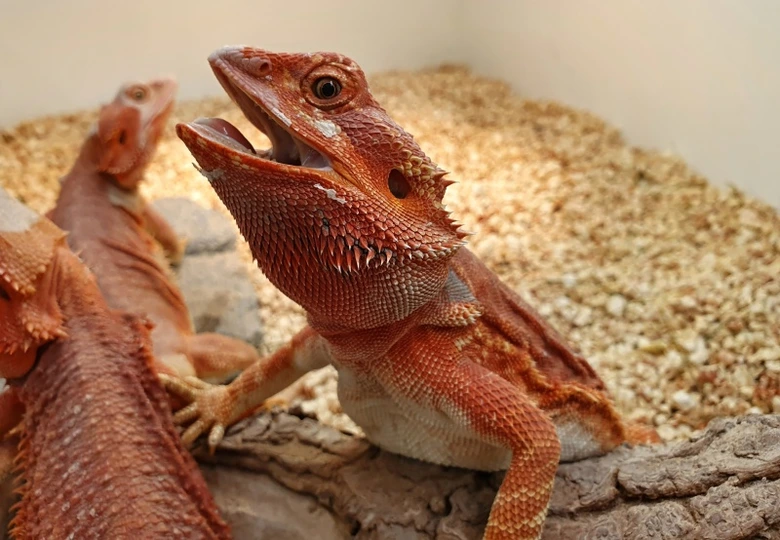 Agama límcová s otevřenou tlamou v terárii.