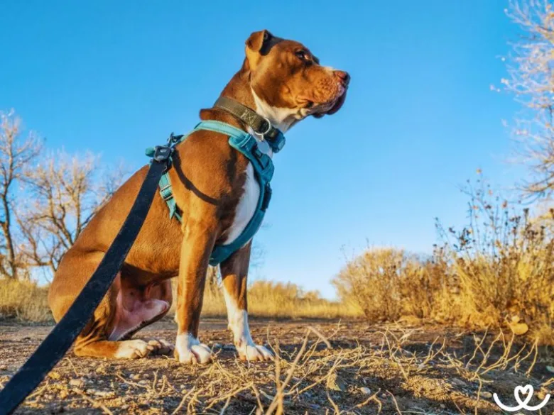 Americký pitbulteriér sedí venku na suché zemi s modrým popruhem.