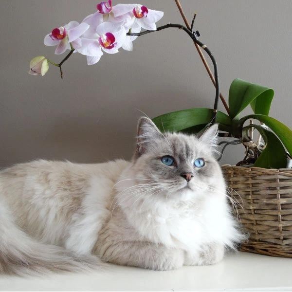 Překrásná ragdolská kočka s modrýma očima leží vedle kvetoucího orchideje.