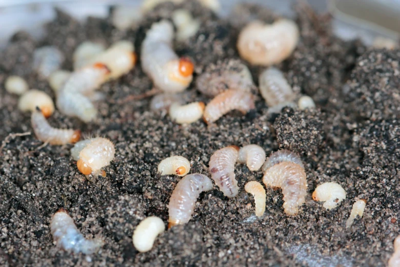 Soil larvae pests