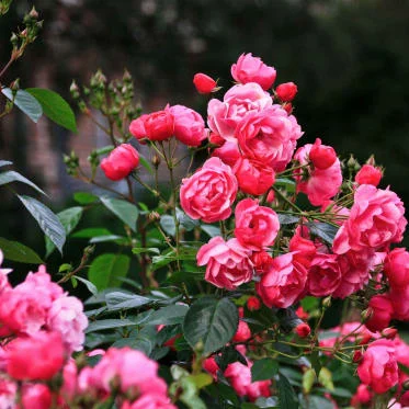 Pink roses in bloom