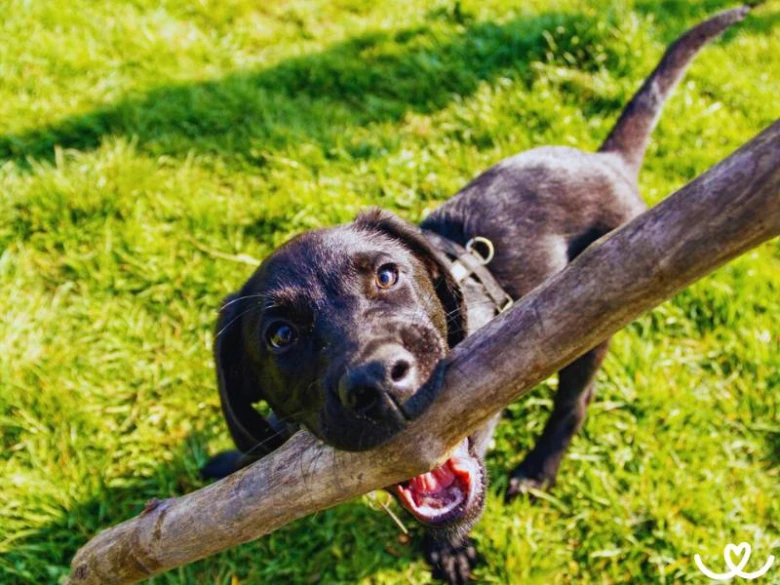 Černý labradorský retrívr štěně s holou v ústech na trávníku.