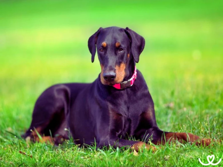 Černý doberman leží na trávě s růžovým obojkem.