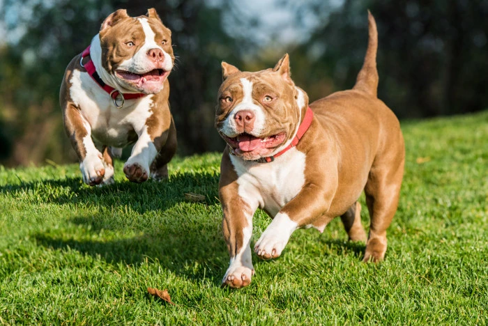 Dva štěňata rasy American Bully běží po trávníku.