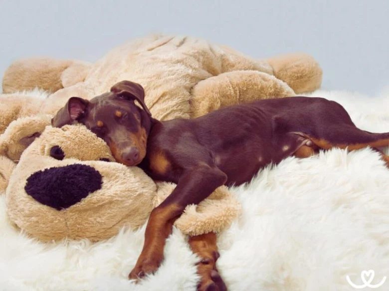 Dobermans štěně spí na velkém plyšovém medvědovi.