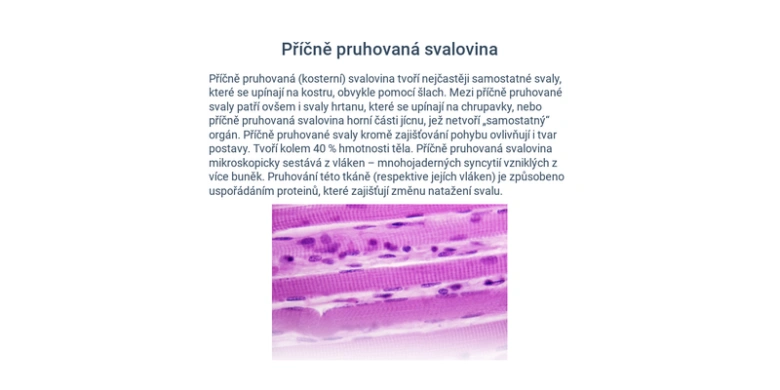 Mikroskopický pohled na příčně pruhovanou svalovinu s jádry.