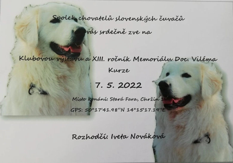 Dva slovenské čuvače na pozvánce výstavy v roce 2022.