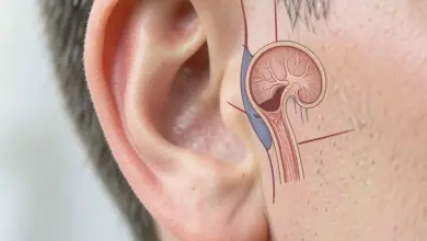 Anatomie ucha a její funkce - ilustrační foto