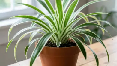 Jak pěstovat zelenec chlorophytum comosum - ilustrační foto
