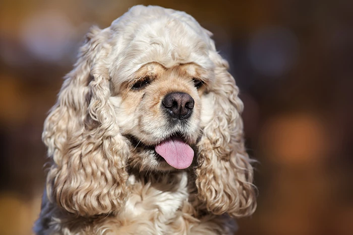 American cocker spaniel dog