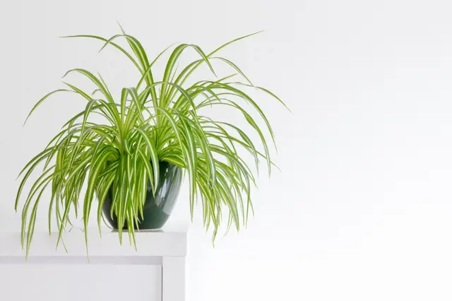 Zelenec chlorophytum comosum v tmavém květináči na bílém povrchu.