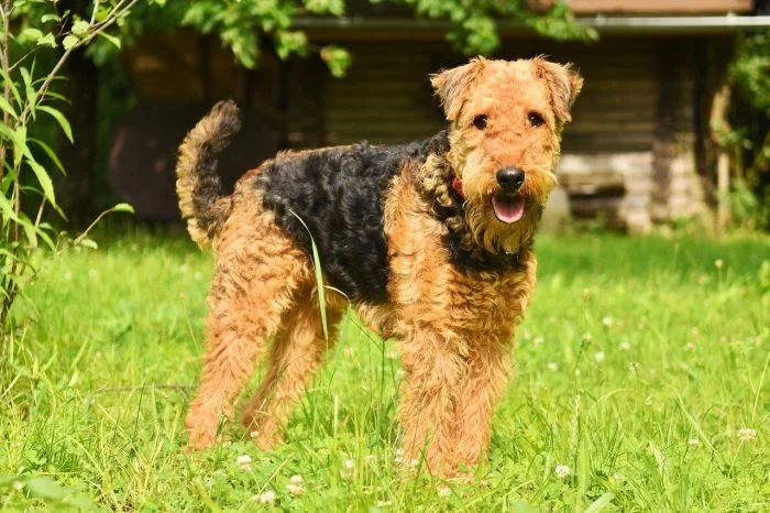 Airedale teriér stojí na trávníku venku.